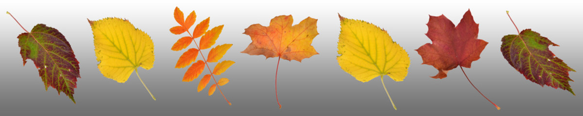 fallende Blätter, goldener Herbst