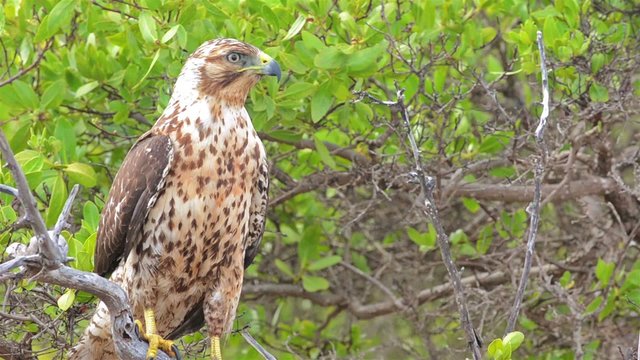 Close up of an endemic Galapagos hawk at Playa Espumilla on Santiago Island in the Galapagos Islands National Park and Marine Reserve, Ecuador.