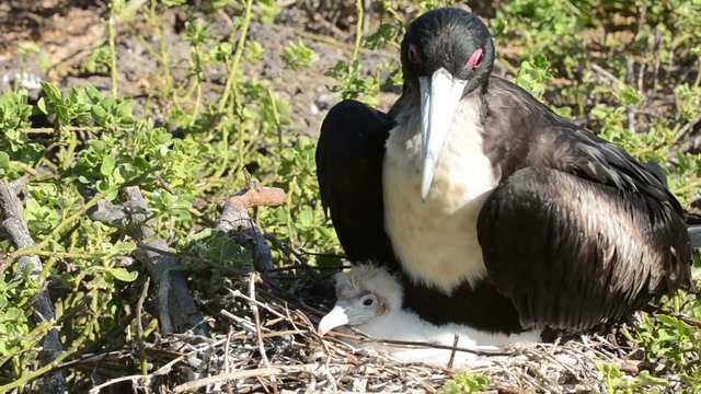 Great Frigatebird and chick on their nest on Genovesa Island in Galapagos National Park, Ecuador.