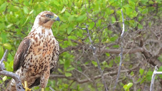 Endemic Galapagos hawk staring at Playa Espumilla on Santiago Island in the Galapagos Islands National Park and Marine Reserve, Ecuador.