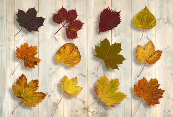 Fototapeta na wymiar Composite image of autumn leaves