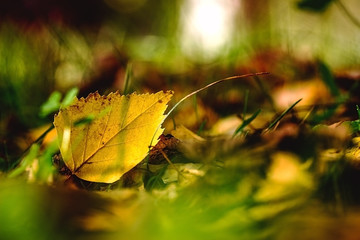 Bright autumn leaf, close up