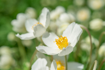 Flowers  anemones.  Focus on the stamens of a flower   