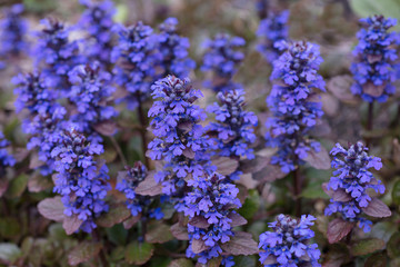 Flower  Ajuga