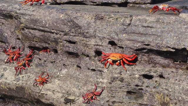 Sally Lightfoot Crabs at Puerto Egas on Santiago Island in the Galapagos Islands National Park and Marine Reserve, Ecuador.