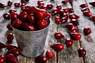 Dogwood berries