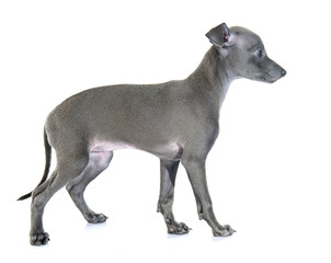 Fototapeta premium puppy italian greyhound