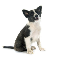 puppy border collie