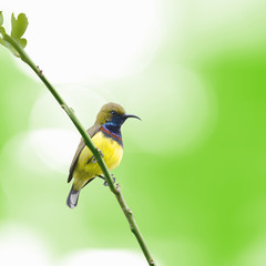 (Bird) Olive-backed Sunbird perching on branch