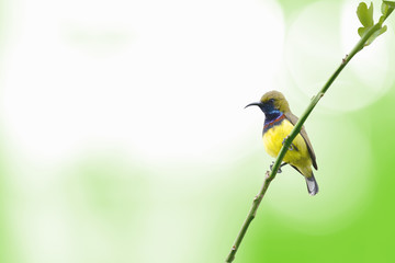 (Bird) Olive-backed Sunbird perching on branch
