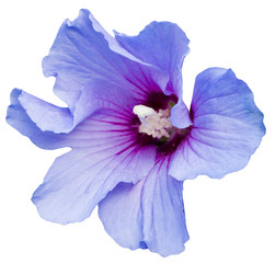 Blaue, weit geöffnete Hibiskus Blüte, isoliert