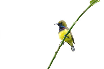 Olive-backed Sunbird perching on branch isolate on white