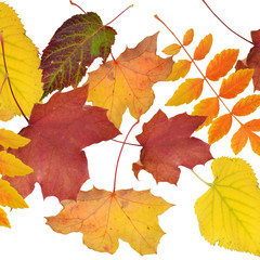 fallende Blätter, goldener Herbst