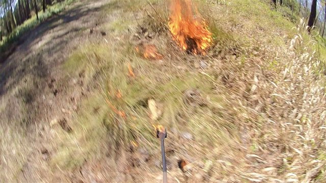 Point of view of a prescribed burn with a drip torch in a Longleaf Pine forest in Moody Forest Natural Area managed by The Nature Conservancy near Baxley, Georgia.