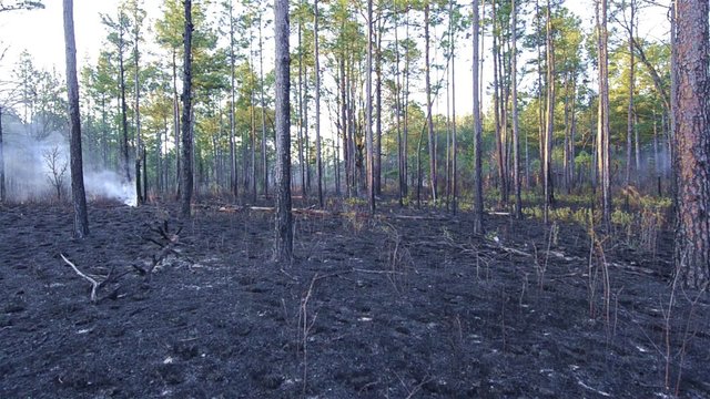 Panning after a prescribed burn in a Longleaf Pine forest in Moody Forest Natural Area managed by The Nature Conservancy near Baxley, Georgia.