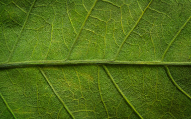 Fototapeta na wymiar Cute Green Leaf Texture Background