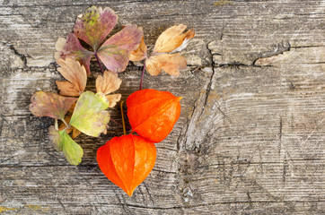 Fototapeta premium Orange cape gooseberry on a wooden background
