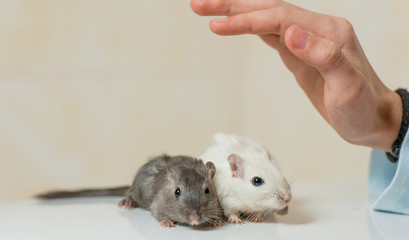 2 zahme, mongolische Wüstenrennmäuse