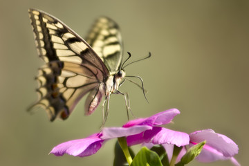 Obraz premium farfalle