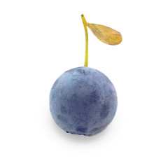 Blue Fresh Healthy Bluberry Fruit with Yellow Leaf Isolated on a