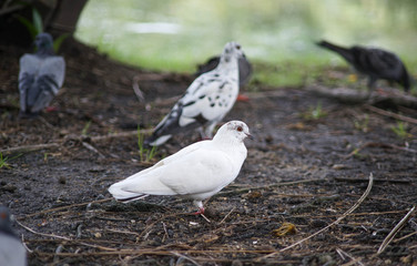 white pigeon in the garden
