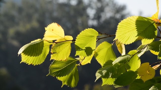 elm leaves in the wind on  sunny day