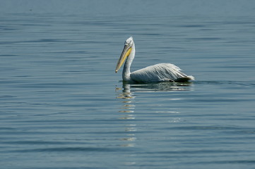 Pelican swim in Kerkini lake, nord Greece