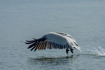 Naklejka premium Pelican disconnect from water of Kerkini lake, nord Greece