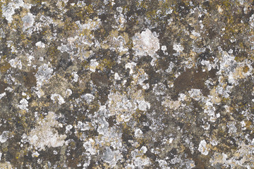 Dry colorful moss background