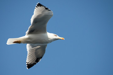 Seagull