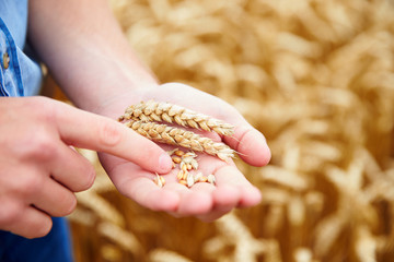 Close Up Of Farmer Checking Wheat Crop In Field