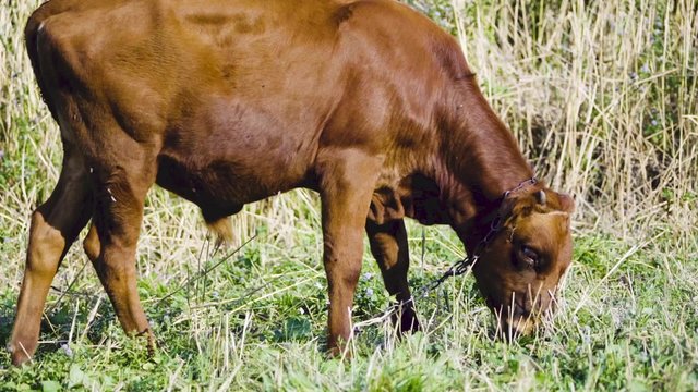 Bull on a summer pasture /Bull on a summer pasture on a hot day
