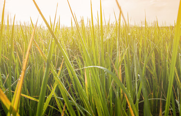 Beautiful of green and yellow grass