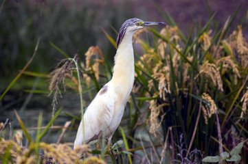A Squacco Heron (Ardeola ralloides) in rice fields