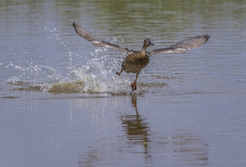 duck female(Anas platyrhynchos) in fly