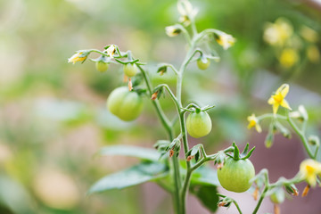 Green young tomato vegetable on a branch in the garden