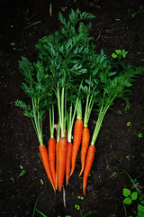 Carrot growing in the garden