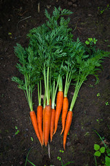 Carrot growing in the garden