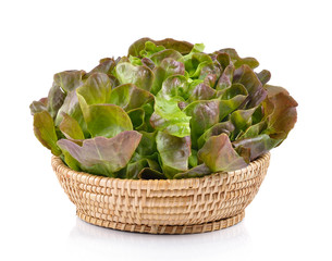 Green Oak in the basket on white background