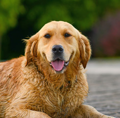 Golden retriever portrait