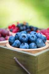 currant, raspberry, gooseberry, blueberry in garden
