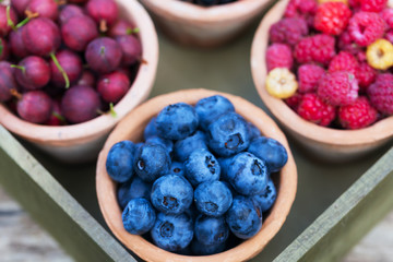 currant, raspberry, gooseberry, blueberry in garden