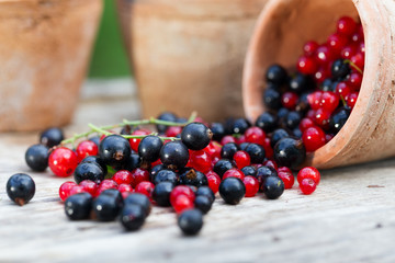 currant black blue and red in garden