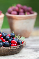 currant black blue and red in garden