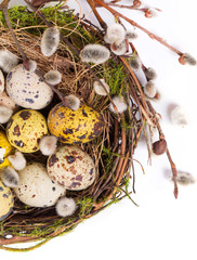 Easter eggs in the nest with narcissus