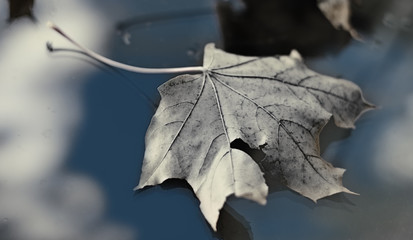 leaf on automobile glass