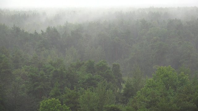 Heavy rain in a pine forest.