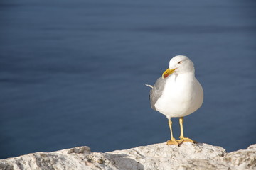 GAVIOTA