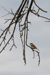 red-backed shrike (Lanius Collurio) resting on a twig