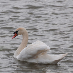 lonely white swan on water